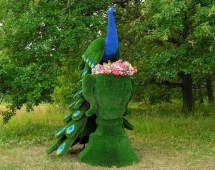 Топиари павлин Корица - газон Premium Топиари павлин Корица - газон Premium