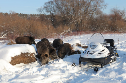 Снегоход Тайга Варяг 550 V SE, фото 8