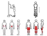 ZOV-015 Твистер и Степпер, фото 2 ZOV-015 Твистер и Степпер, фото 2