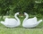 Топиари композиция Лебеди белые Модель 1 - газон Eco