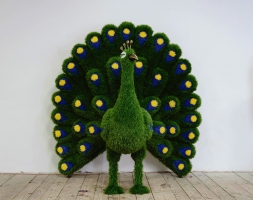 Топиари павлин Олео - газон Eco, фото 2