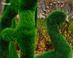 Топиари павлин Королевский - газон Deluxe, фото 4