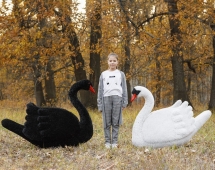 Топиари композиция лебеди Мони и Блэк - газон Eco Топиари композиция лебеди Мони и Блэк - газон Eco