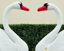 Топиари Два лебедя на острове - газон Eco + Deluxe Топиари Два лебедя на острове - газон Eco + Deluxe