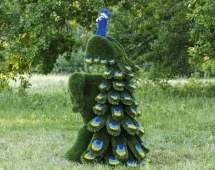 Топиари композиция Павлин на вазоне - газон Deluxe Топиари композиция Павлин на вазоне - газон Deluxe