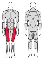 Разгибатель бедра, фото 2 Разгибатель бедра, фото 2