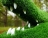 Топиари крокодил Нельсон - газон Eco + Eco Green