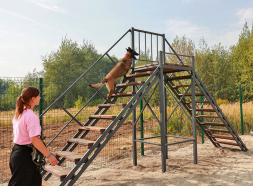 Вышка для дрессировки собак, фото 3