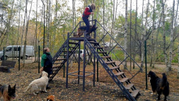 Вышка для дрессировки собак, фото 2