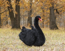 Топиари лебедь черный Блэк - газон Eco, фото 2