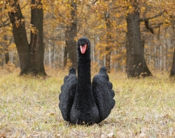 Топиари лебедь черный Блэк - газон Eco, фото 3