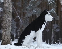 Топиари собака хаски, Бреста - газон Eco Топиари собака хаски, Бреста - газон Eco
